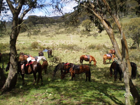 Reynella Kosciusko Rides Homestead - VIC Tourism 12
