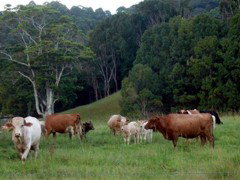 Mooyabil Farm Holidays - VIC Tourism 3