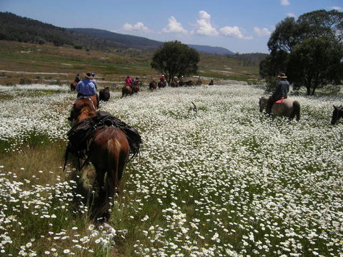 Reynella Kosciusko Rides Homestead - VIC Tourism 1