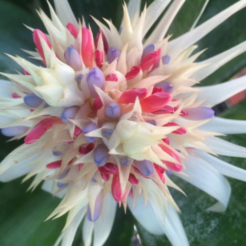 Bromeliad Bed And Breakfast - VIC Tourism 11