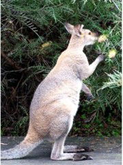 The Retreat Bushland Lodge - VIC Tourism 9