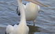 Turner Caravan Park - thumb 1