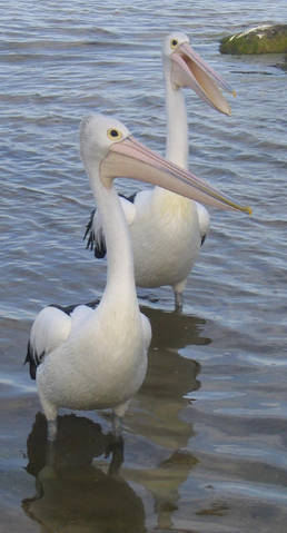 Turner Caravan Park - VIC Tourism 1