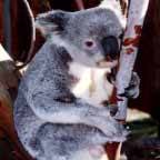 Wave Rock Hotel Motel - VIC Tourism 5