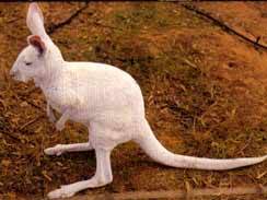 Wave Rock Hotel Motel - VIC Tourism 6