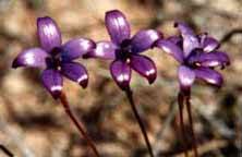 Wave Rock Hotel Motel - VIC Tourism 7
