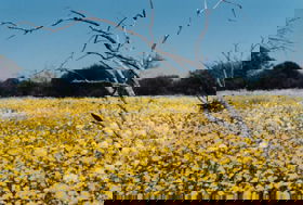 Murchison WA VIC Tourism