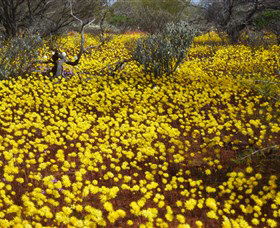 Yalgoo Caravan Park - VIC Tourism 3