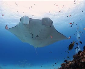 Lady Elliot Island Eco Resort - VIC Tourism 3