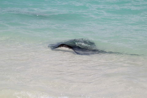 Hamelin Bay Holiday Park - VIC Tourism 1