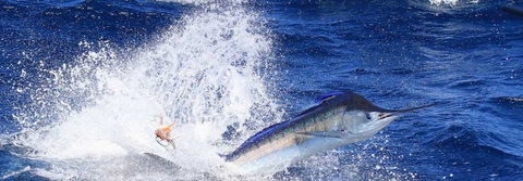 True Blue Fishing Charters - VIC Tourism 6