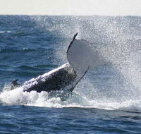 Whale Watching Sydney - VIC Tourism