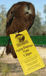 Eagles Heritage Raptor Wildlife Centre - VIC Tourism 1