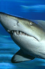 The Aquarium Of Western Australia - VIC Tourism 2