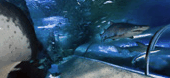 The Aquarium Of Western Australia - thumb 3