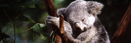 Koala and River Cruise by Mirimar Cruises - VIC Tourism