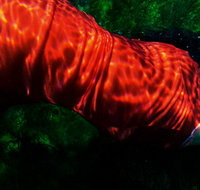 Dark Horse Experiment - VIC Tourism