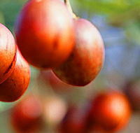 Tropical Fruit World - VIC Tourism