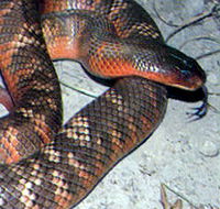 Armadale Reptile  Wildlife Centre - VIC Tourism