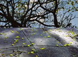 Hawthorn Studio & Gallery - VIC Tourism 3