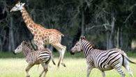 Mogo Zoo - VIC Tourism 2