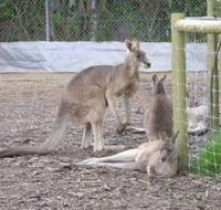 Jirrahlinga Koala  Wildlife Sanctuary - VIC Tourism