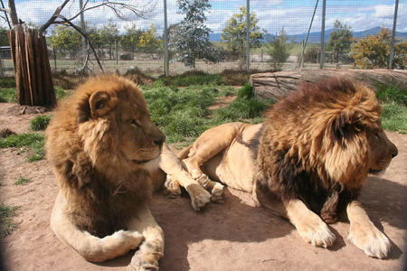 Mansfield Zoo - VIC Tourism 0