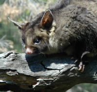 Moonlit Sanctuary Wildlife Conservation Park - VIC Tourism
