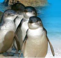 Phillip Island Penguin Parade - VIC Tourism