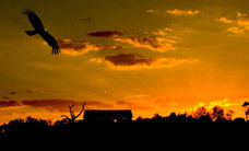 Werribee Open Range Zoo - VIC Tourism 1