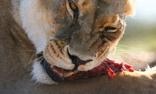 Werribee Open Range Zoo - VIC Tourism 2