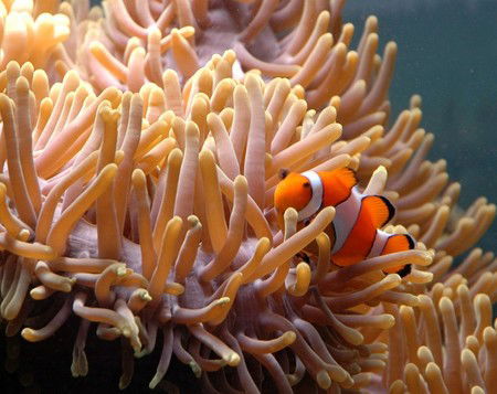 Reef HQ Great Barrier Reef Aquarium - VIC Tourism 0