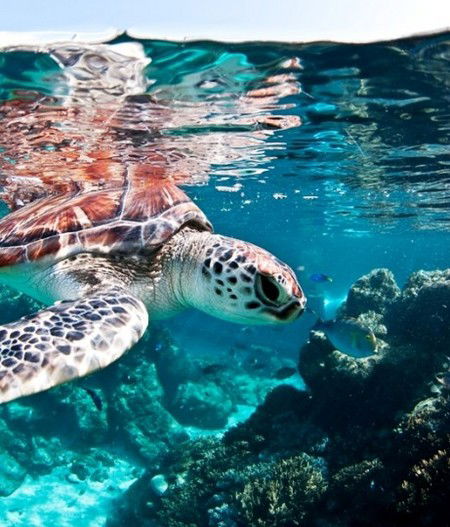 Reef HQ Great Barrier Reef Aquarium - VIC Tourism 1