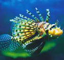 Underwater World - VIC Tourism