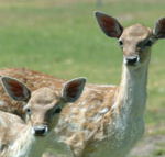 Marapana Wildlife Park - VIC Tourism