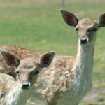 Marapana Wildlife Park - VIC Tourism 0