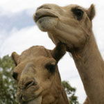 Marapana Wildlife Park - VIC Tourism 3