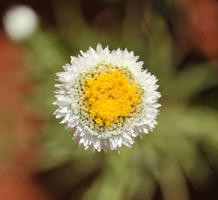 Alice Springs Desert Park - VIC Tourism 1