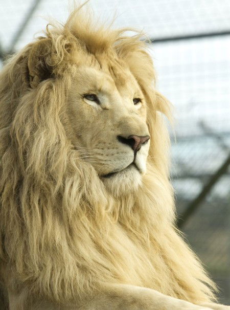 Zoo Doo Wildlife Park - VIC Tourism 3