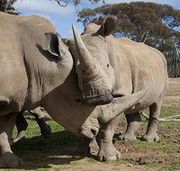 Monarto Zoo - VIC Tourism