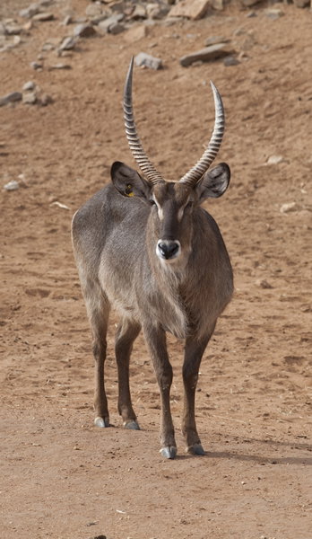 Monarto Zoo - VIC Tourism 1