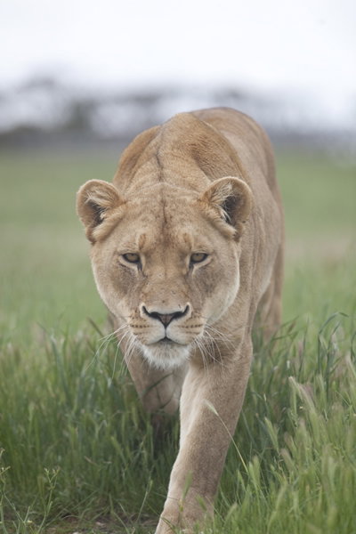 Monarto Zoo - VIC Tourism 2