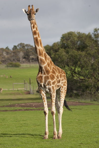 Monarto Zoo - VIC Tourism 3