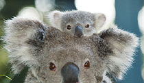  VIC Tourism