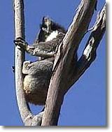 OZe Wildlife - VIC Tourism 2