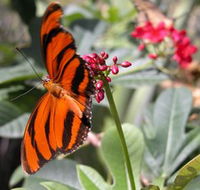 Butterfly Farm - VIC Tourism