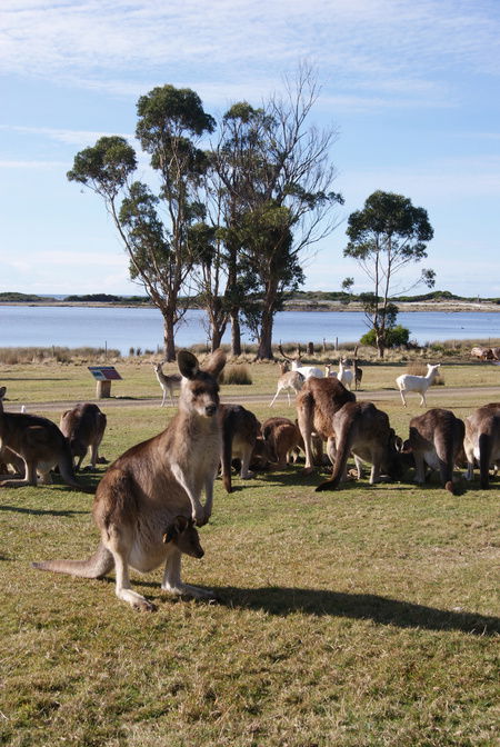 East Coast Natureworld - VIC Tourism 1