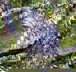 Koala Conservation Centre - VIC Tourism
