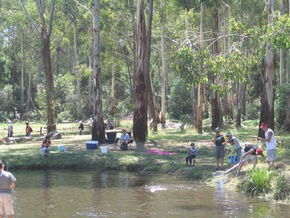 Buxton Trout And Salmon Farm - VIC Tourism 3