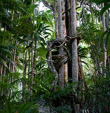 Rainforest Skywalk - VIC Tourism 3